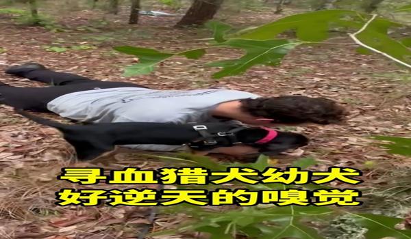 三角洲寻血猎犬处理的怎么样了(告诉我三角洲寻血猎犬处理的最新进展) 三角洲寻血猎犬处理的怎么样了(告诉我三角洲寻血猎犬处理的最新进展)