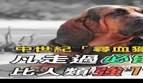 三角洲寻血猎犬能看到什么(三角洲寻血猎犬真的能看到吗?) 三角洲寻血猎犬能看到什么(三角洲寻血猎犬真的能看到吗?)